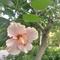 红枣树