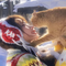 她的橘猫