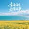 青海湖的油菜花海