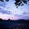 天竺少女