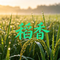 稻香