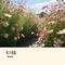 月下花影