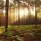 Forest flute