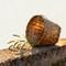 她的养猪场