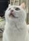 对视猛兽