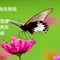 蝴蝶带我找爸妈