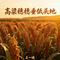 高粱穗穗垂低头地
