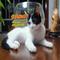 黏人猫咪