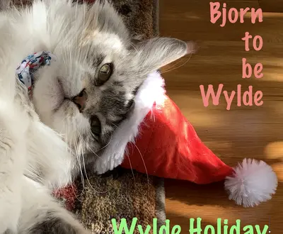 Bjorn to be Wylde
