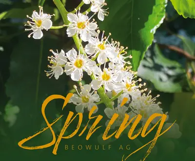Beowulf AG
