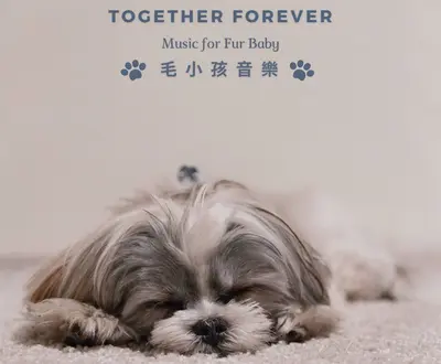 睡眠寵物音樂