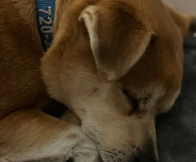 Shiba Music
